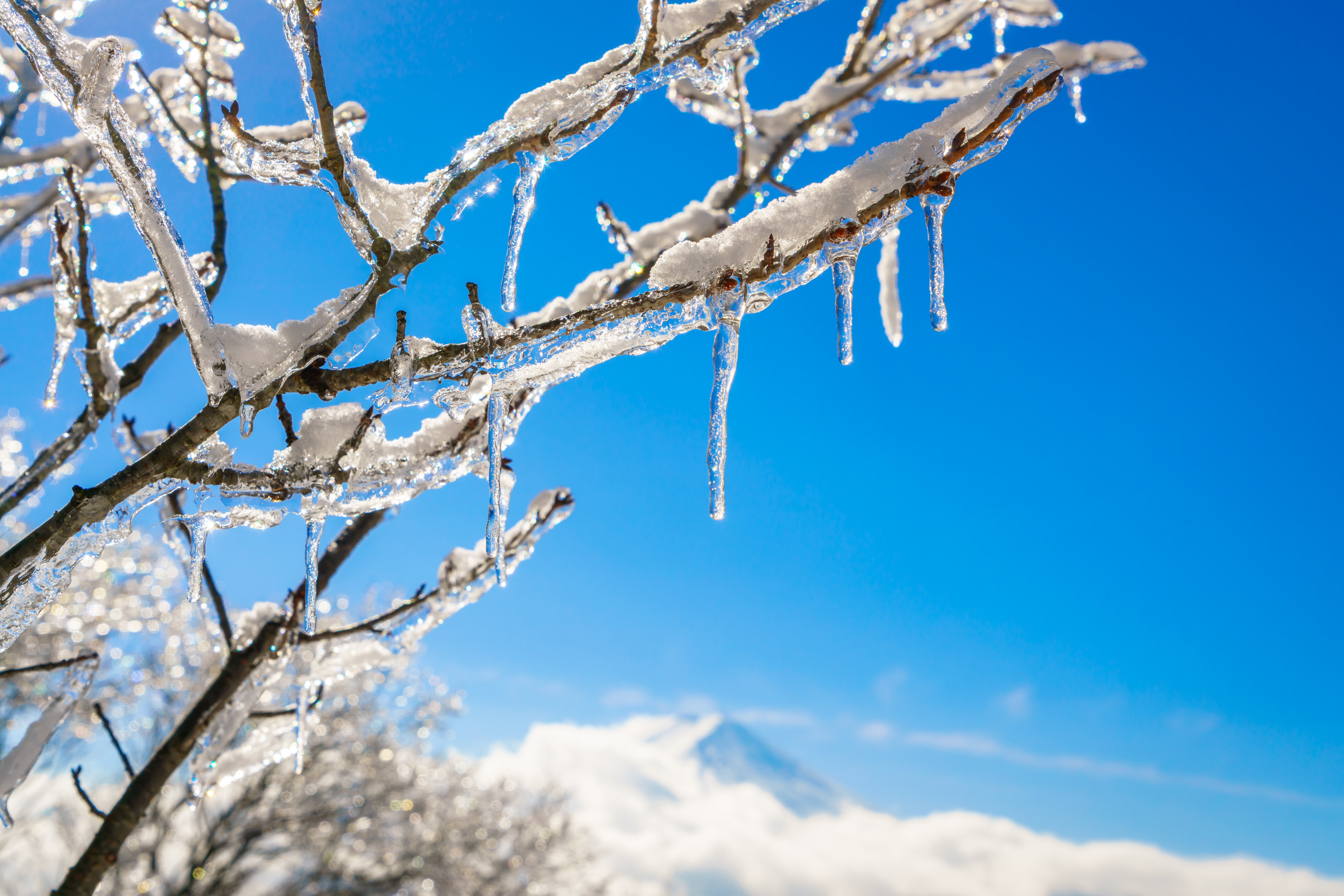 Ice-covered branches
