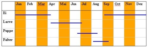 Entwicklungsstadien des Eichenprozessionsspinners als Jahreskalenderdarstellung