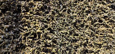 Am Schwarzdorn-Reisig-Gerüst des Gradierwerks rieselt die Sole herab.