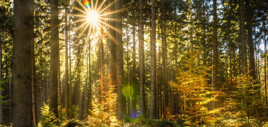 Wald
