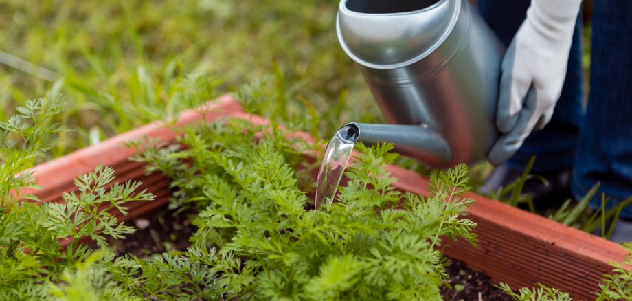 Mit dem Gartenzähler Abwasserkosten sparen Eine Person bewässert Gemüsepflanzen in einem Garten mit einer Gießkanne. Das Wasser wird direkt auf die Pflanzen gegossen.
