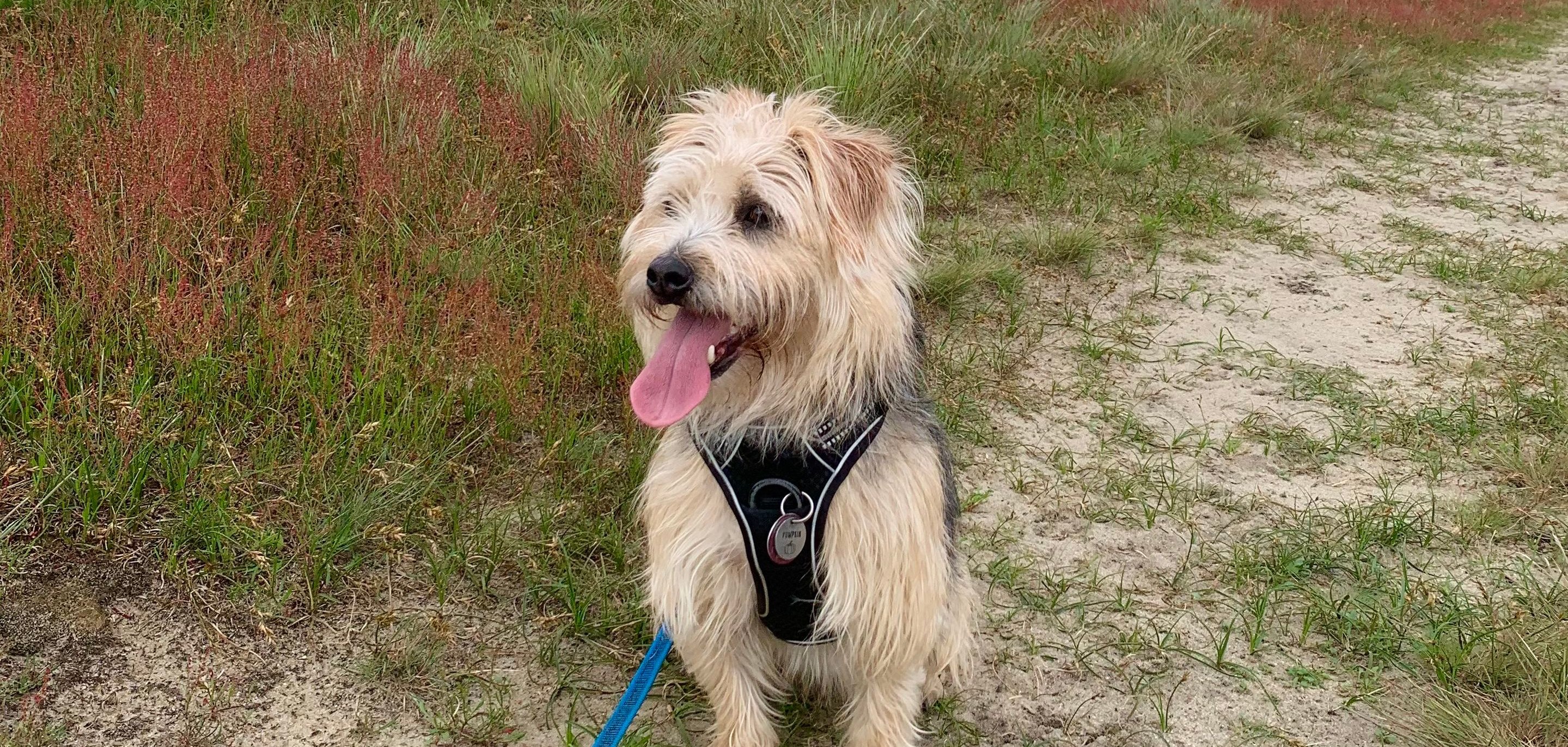 Auch Pumpkin muss Hundesteuer zahlen