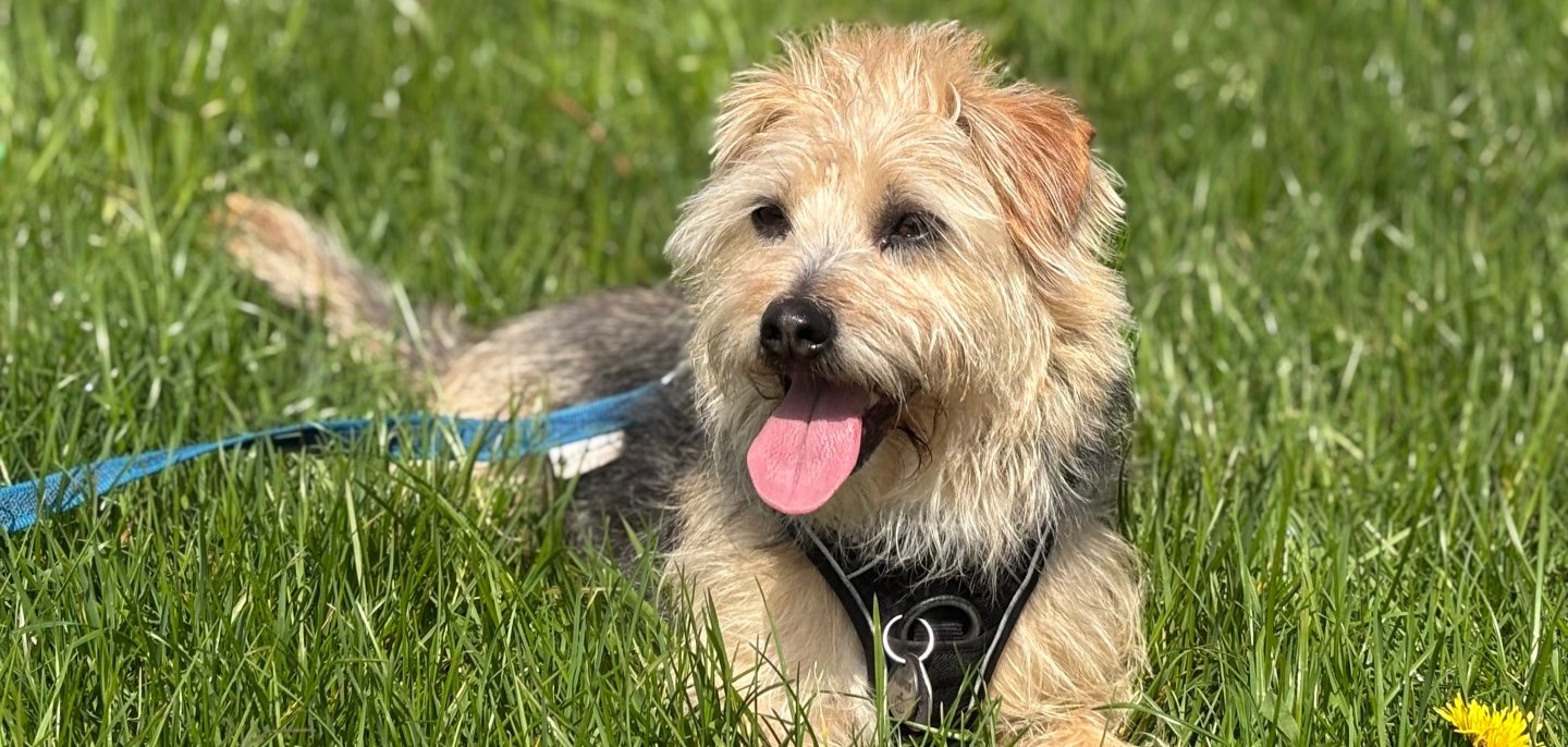 Auch Pumpkin muss Hundesteuer zahlen